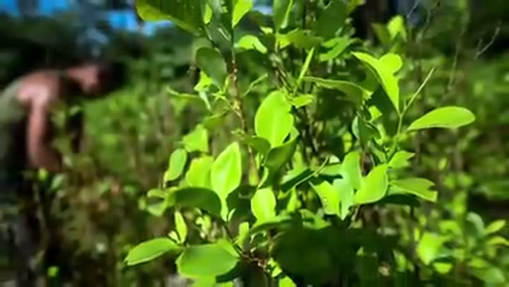 Coca leaves, the natural source of cocaine, rising in popularity.